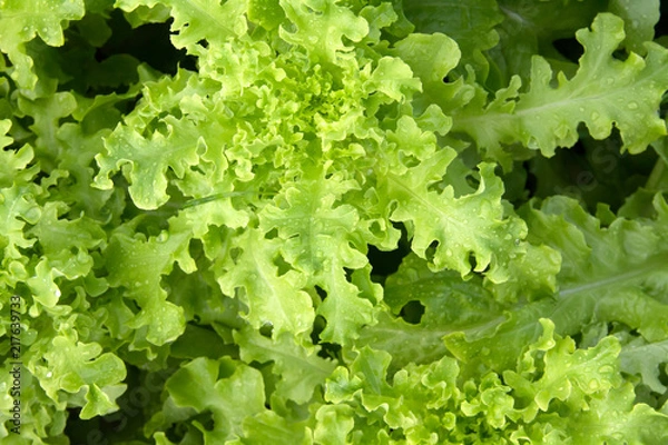 Fototapeta Lettuce Salad