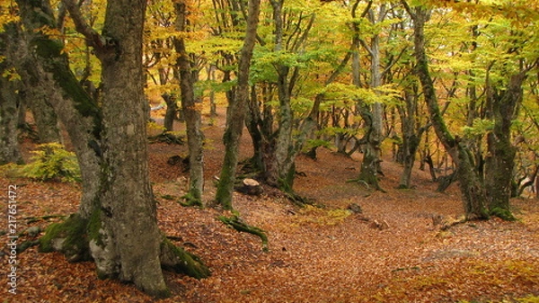 Obraz Чигенитра