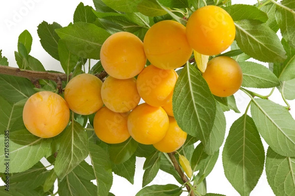 Fototapeta Yellow cherry plums on branch with leaves on white background