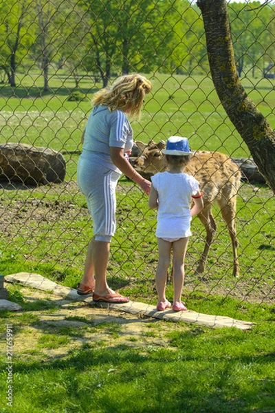 Fototapeta A little girl feeds a young deer in a zoo in the summer during the moulting period against a background of green grass. Scary ugly fur with bald patches