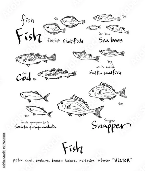 Fototapeta 해산물 일러스트 / 손으로 그린 수산물 그림