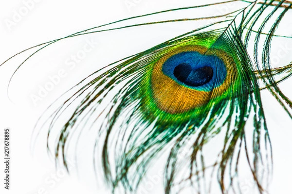 Fototapeta a feather from the tail of a peacock on a white background