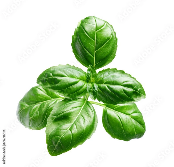 Fototapeta Fresh basil isolated on white