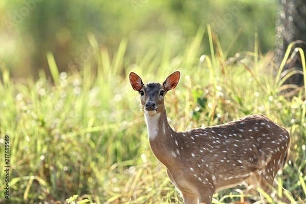 Obraz pretty deer landscape