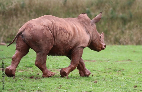 Obraz Young Rhinocerous running