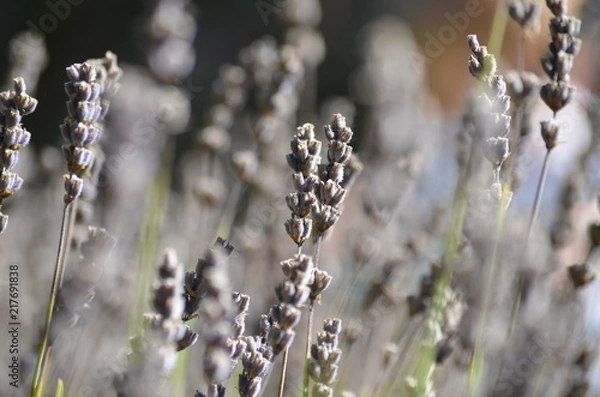 Obraz Sommerlavendel