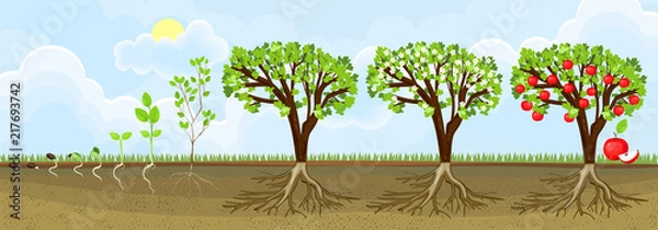Obraz Cykl życia jabłkowego. Etapy wzrostu od nasion i kiełków do dorosłych roślin z owocami