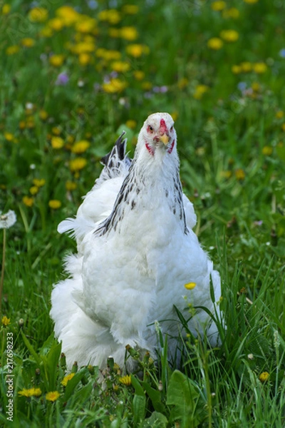 Obraz A very large Brahma chicken with an arco red comb on its head and black and white color grazing on the background of a juicy green grass.