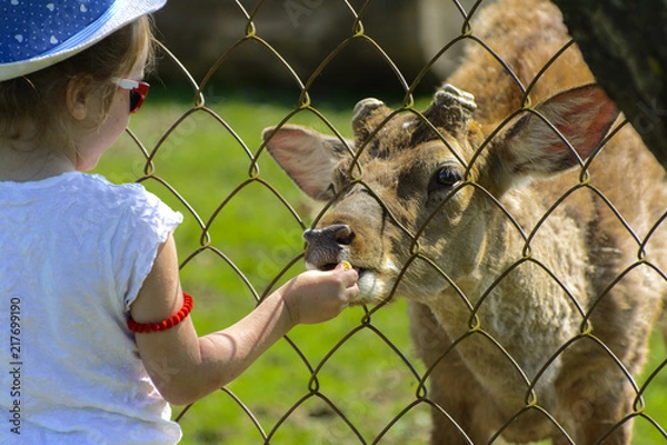 Obraz  A little girl feeds a young deer in a zoo in the summer during the moulting period against a background of green grass. Scary ugly fur with bald patches