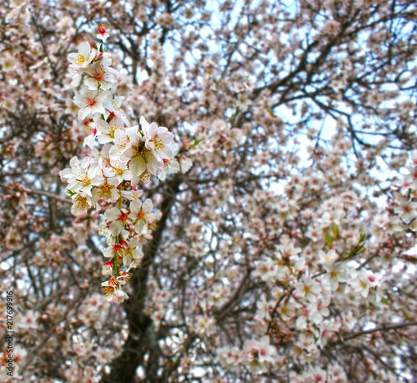 Obraz Almond tree flowers with blue sky with clouds background 