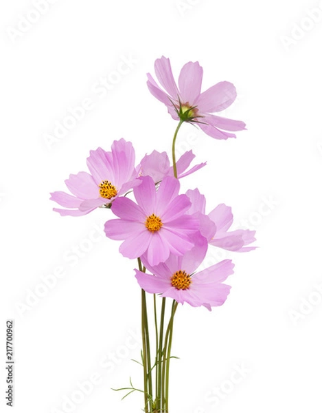 Obraz cosmos flower