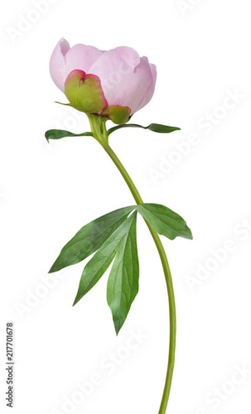 Obraz Peony