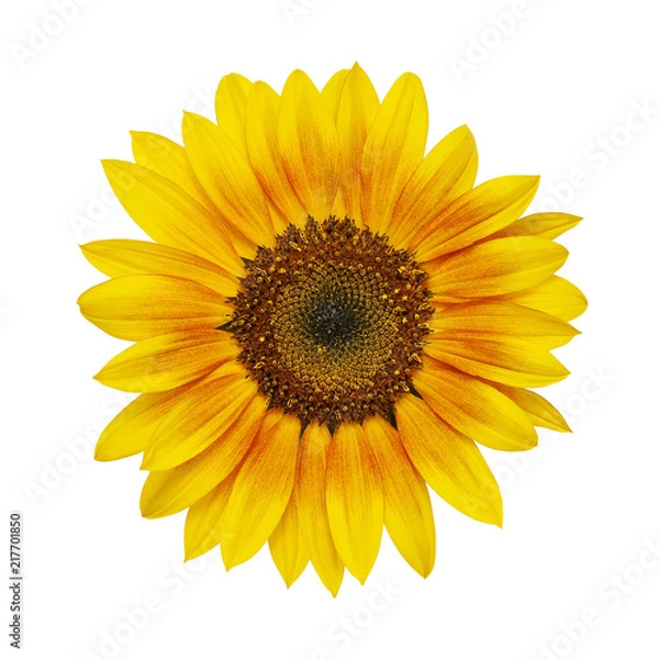 Obraz sunflower