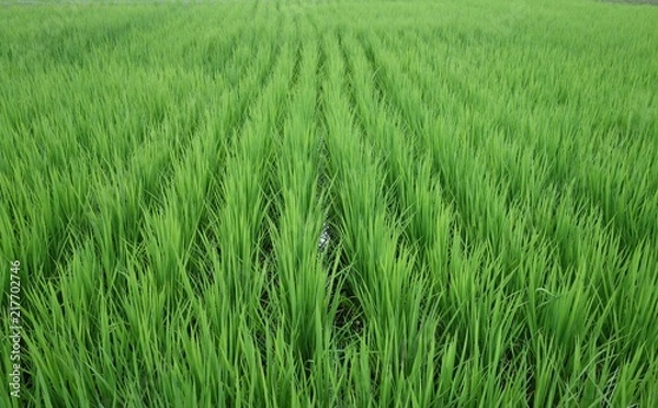 Fototapeta 7月の田んぼ