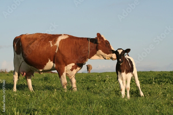 Obraz cows