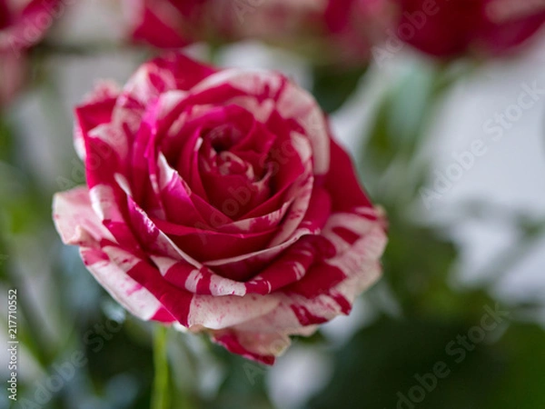 Fototapeta Singel rose 