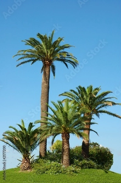 Obraz five palms on sky