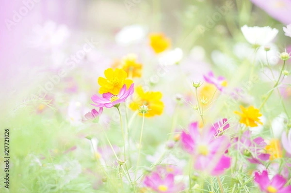 Obraz コスモス畑