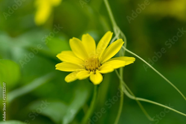 Fototapeta 黄色・コスモス・花・花粉