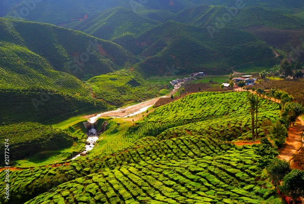 Obraz Tea field in Maleysia