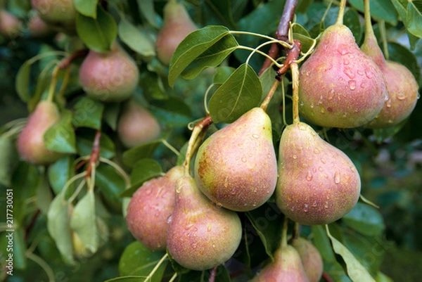 Fototapeta Harvest of ripe pears on branches.
