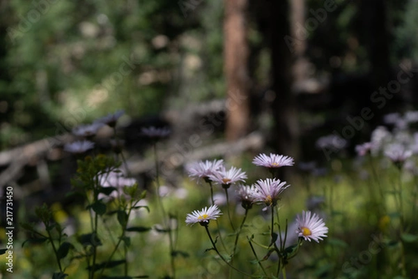 Obraz Flowers in the forest