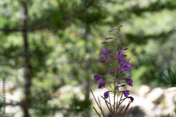 Obraz Purple flower in the forest