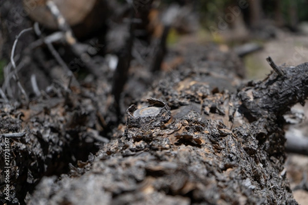 Fototapeta Tree trunk in the forest