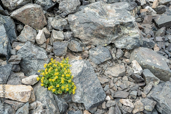 Obraz Yellow flowers between rocks