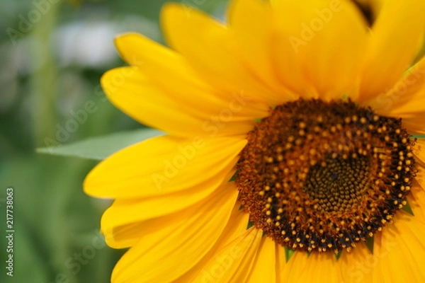 Fototapeta OLYMPUS DIGITAL CAMERA