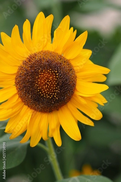 Fototapeta OLYMPUS DIGITAL CAMERA