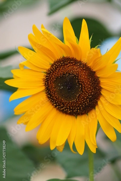 Fototapeta OLYMPUS DIGITAL CAMERA