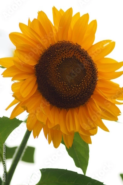 Fototapeta OLYMPUS DIGITAL CAMERA