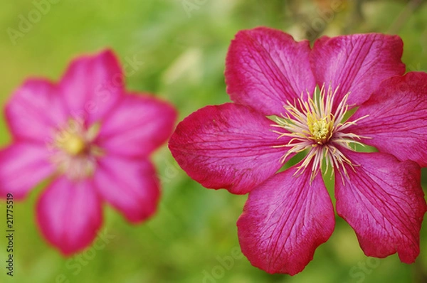 Obraz big ping blooms