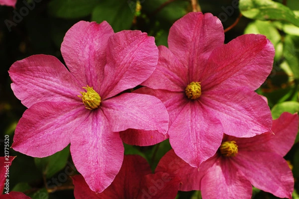 Obraz big ping blooms