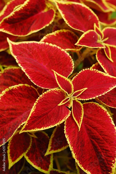 Obraz Coleus Leafs