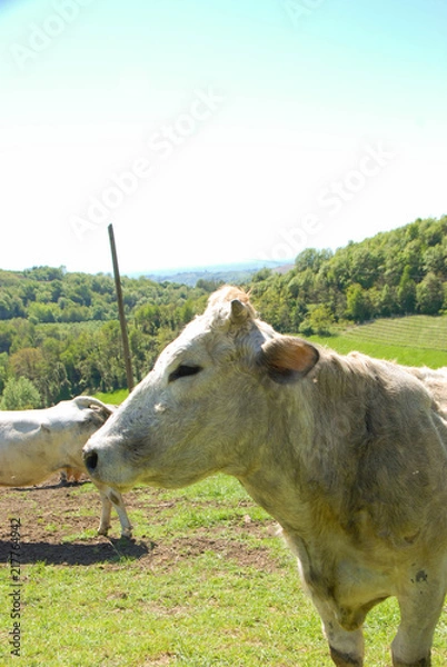 Fototapeta Cows grazing