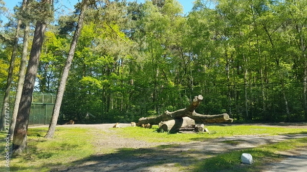 Fototapeta Serengeti Park Germany ( Hodenhagen)