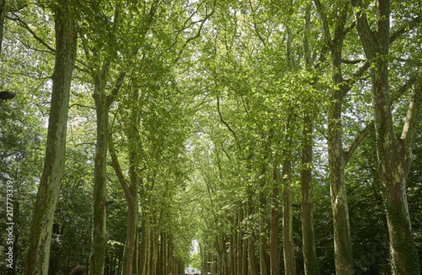 Fototapeta Forest with moss in the trees