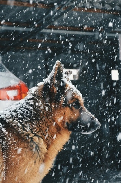 Obraz Dog and snow