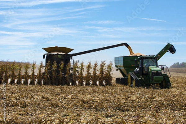 Obraz Corn Harvest
