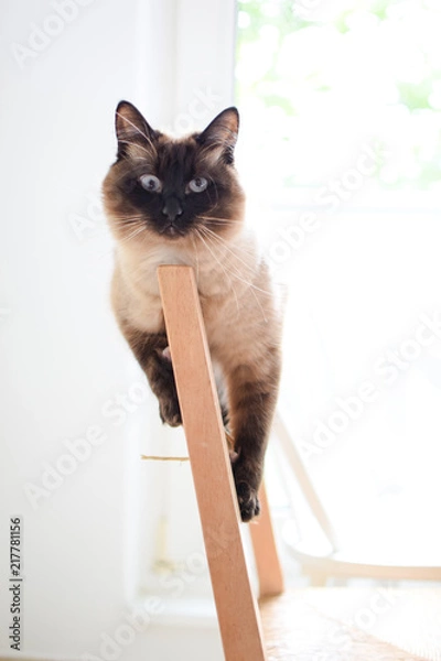 Obraz Entspannte Katze