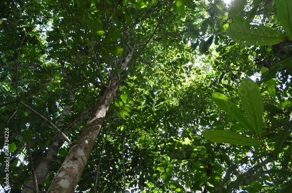 Obraz Reserva Florestal