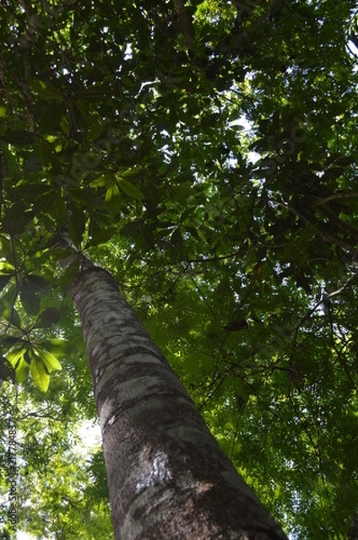 Obraz Reserva Florestal