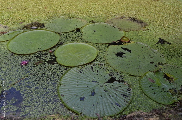 Obraz Vitória Régia
