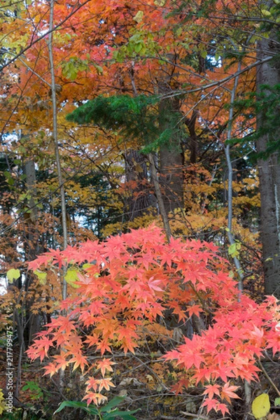Fototapeta 赤く色づいたモミジの葉