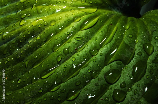 Obraz Raindrops on Leaf