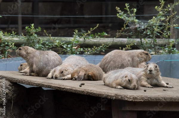 Fototapeta 暑さで夏バテするプレーリードッグたち