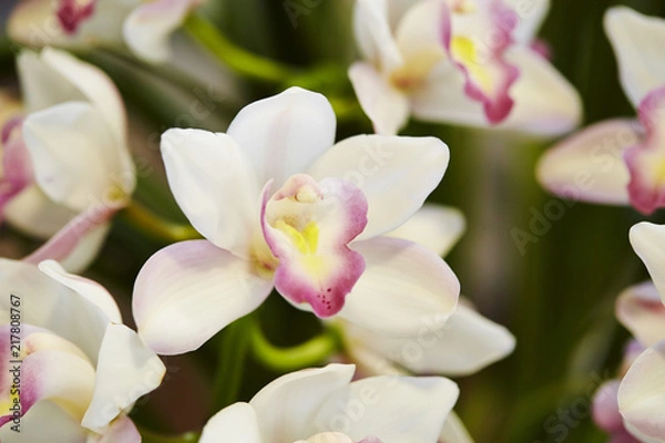 Fototapeta orchid
