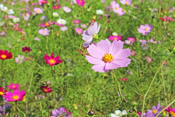 Fototapeta コスモス畑